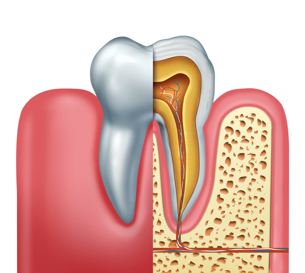 Illustration of a cross section of a tooth showing nerves and roots